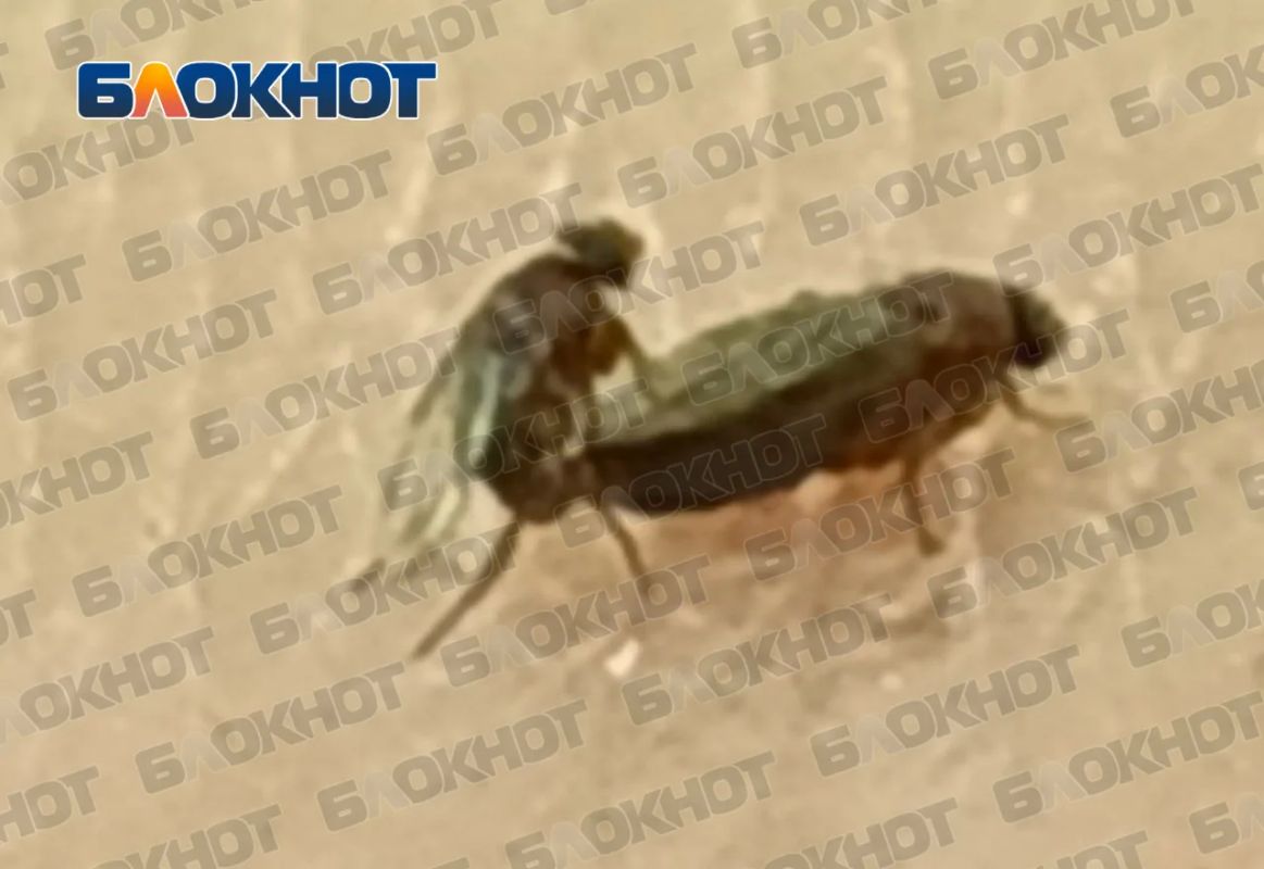 Мы не знаем зачем подписчики «Блокнот» прислали нам это