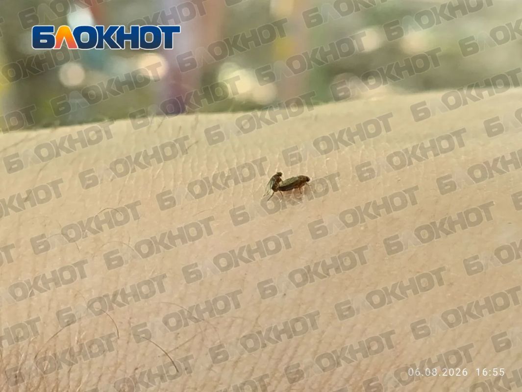 Мы не знаем зачем подписчики «Блокнот» прислали нам это Мы не знаем зачем подписчики «Блокнот» прислали нам это