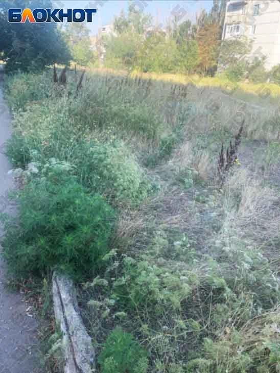 Дети задыхаются: поселок Энергетиков в Зугрэсе превратился в токсичные джунгли из амброзии Дети задыхаются: поселок Энергетиков в Зугрэсе превратился в токсичные джунгли из амброзии