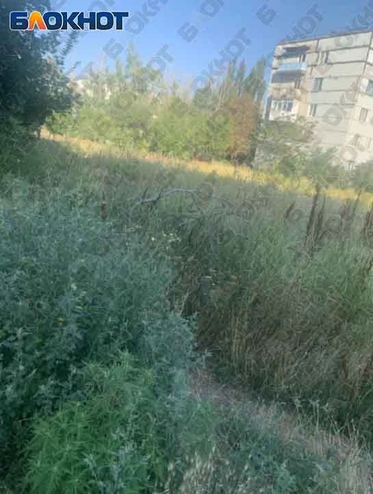 Дети задыхаются: поселок Энергетиков в Зугрэсе превратился в токсичные джунгли из амброзии Дети задыхаются: поселок Энергетиков в Зугрэсе превратился в токсичные джунгли из амброзии