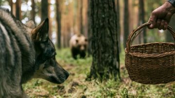 Собака спасла хозяина от дикого медведя в Сахалинской области