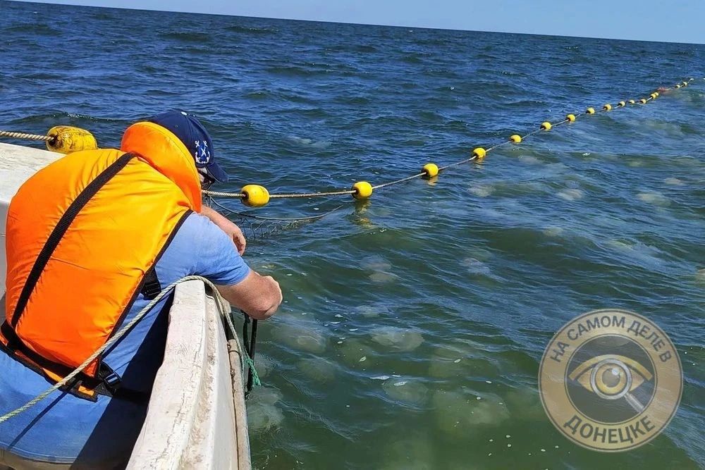 В Азовском море учёные тестируют сети от медуз В Азовском море учёные тестируют сети от медуз