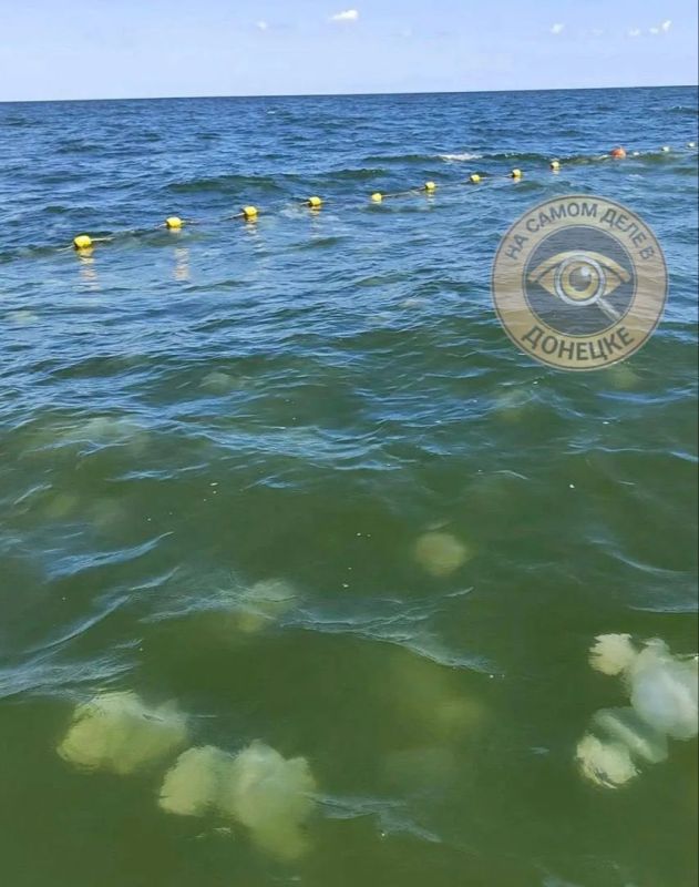 В Азовском море учёные тестируют сети от медуз В Азовском море учёные тестируют сети от медуз