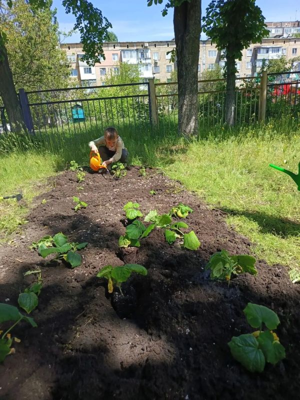 Маленькие огородники из «Золотого ключика» постигают азы агронауки прямо на детсадовском подворье Маленькие огородники из «Золотого ключика» постигают азы агронауки прямо на детсадовском подворье