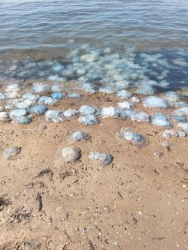 Огромное колличество медуз на одном из пляжей Мариуполя