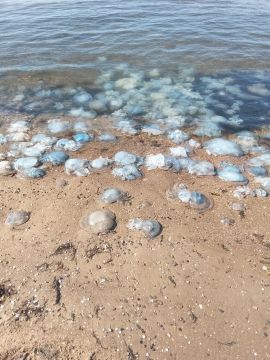 Огромное колличество медуз на одном из пляжей Мариуполя