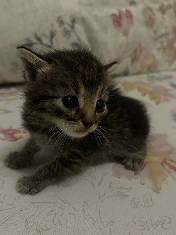 #нампишут Отдам котят в хорошие руки #нампишут Отдам котят в хорошие руки