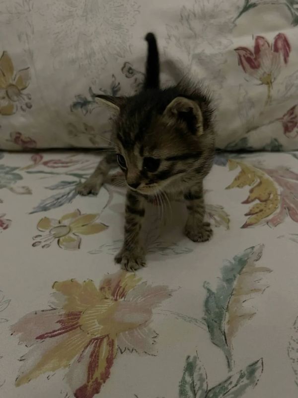#нампишут Отдам котят в хорошие руки #нампишут Отдам котят в хорошие руки