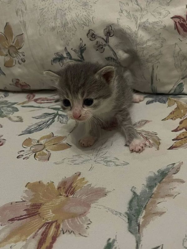 #нампишут Отдам котят в хорошие руки #нампишут Отдам котят в хорошие руки