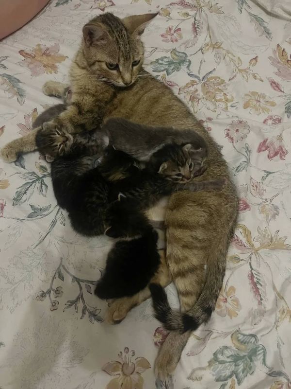 #нампишут Отдам котят в хорошие руки