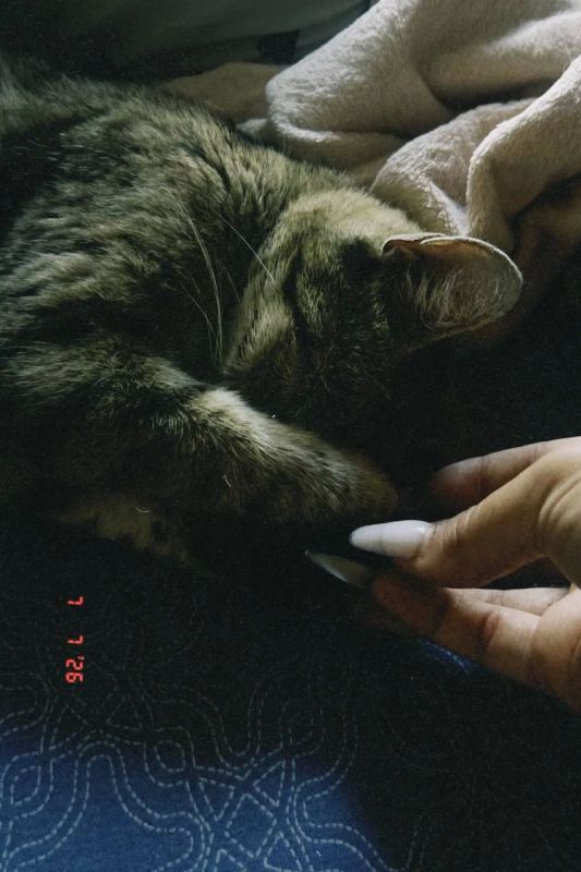 #нампишут Отдам котят в хорошие руки #нампишут Отдам котят в хорошие руки
