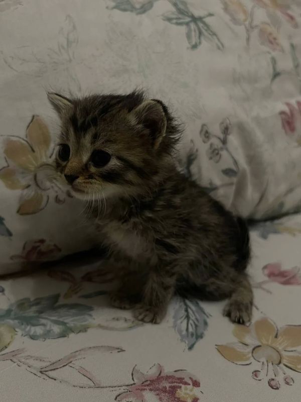 #нампишут Отдам котят в хорошие руки #нампишут Отдам котят в хорошие руки