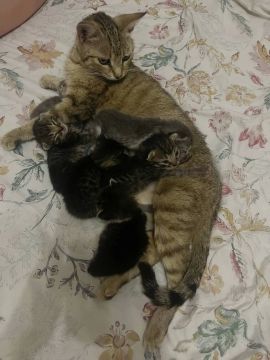 #нампишут Отдам котят в хорошие руки