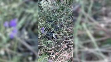 В ДНР росгвардейцы сбили два беспилотника, пытавшихся пролететь в зоне ответственности