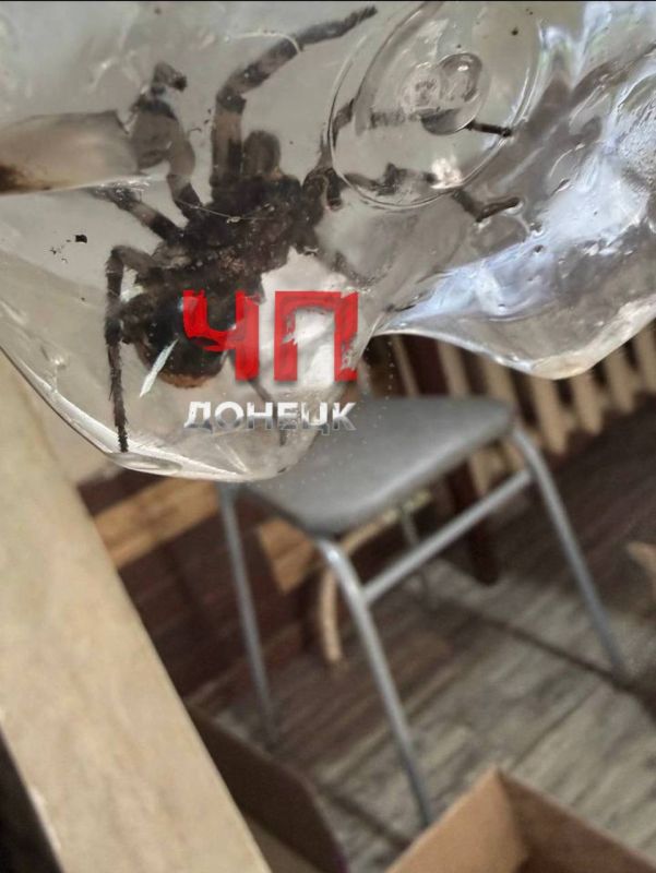 В Кировском районе Донецка пойман тарантул