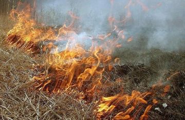 Минприроды ДНР призывает не жечь сухую траву: палы разрушают природные экосистемы