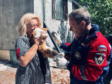 Два дня на дереве: в Донецке спасли кота, который боялся спуститься