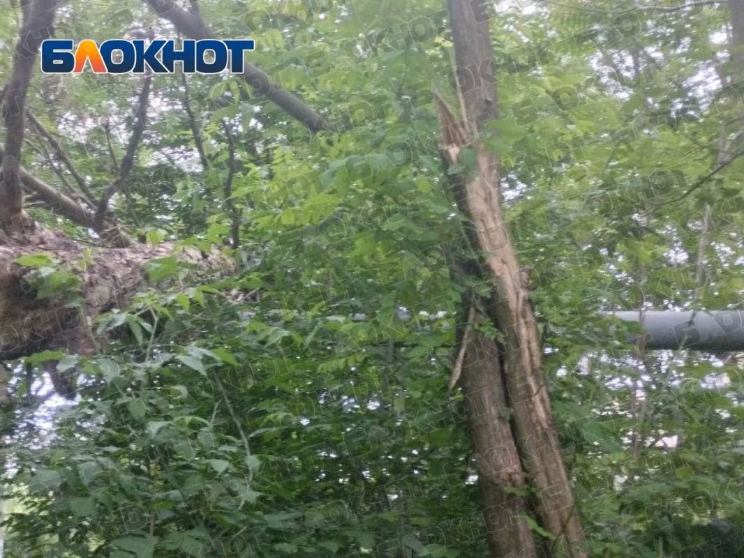 Год лежит у школы: на Бирюзова не убирают упавшее дерево Год лежит у школы: на Бирюзова не убирают упавшее дерево