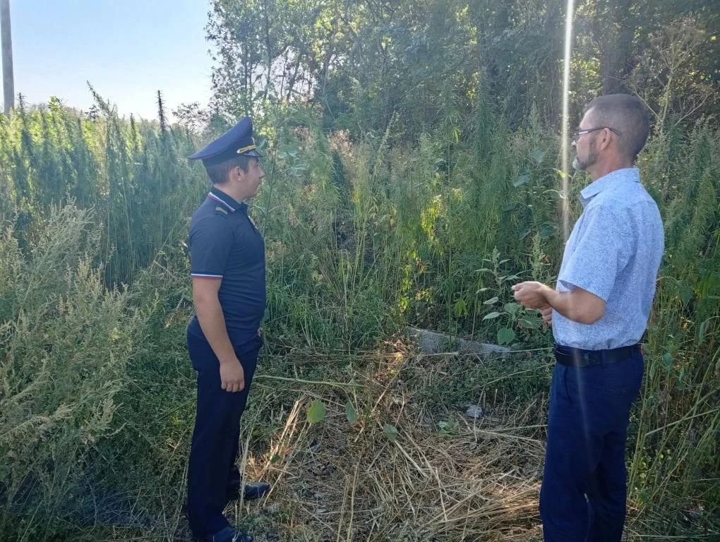 В Осыковском территориальном секторе проведен рейд по уничтожению наркосодержащих растений