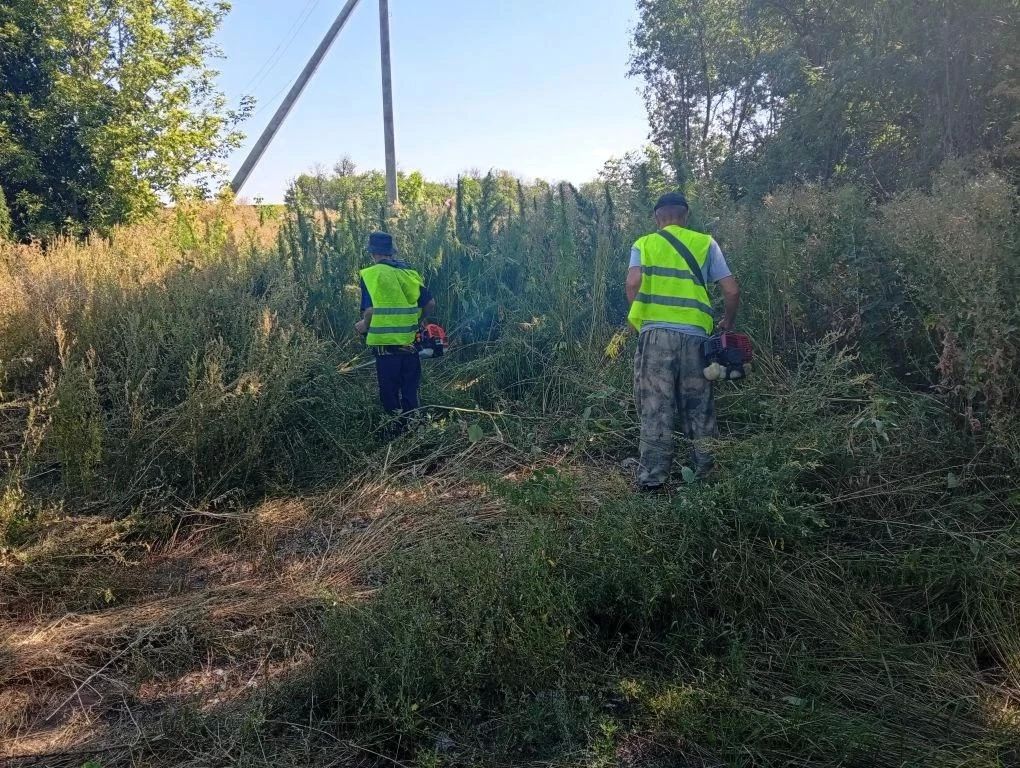 В Осыковском территориальном секторе проведен рейд по уничтожению наркосодержащих растений В Осыковском территориальном секторе проведен рейд по уничтожению наркосодержащих растений