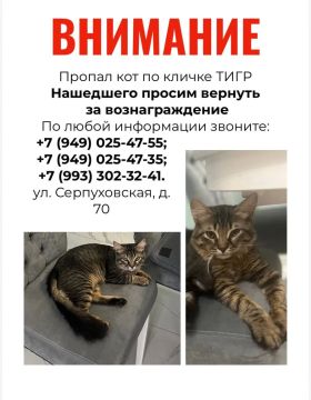 50 000 рублей за Тигра: в Донецке ищут домашнего кота