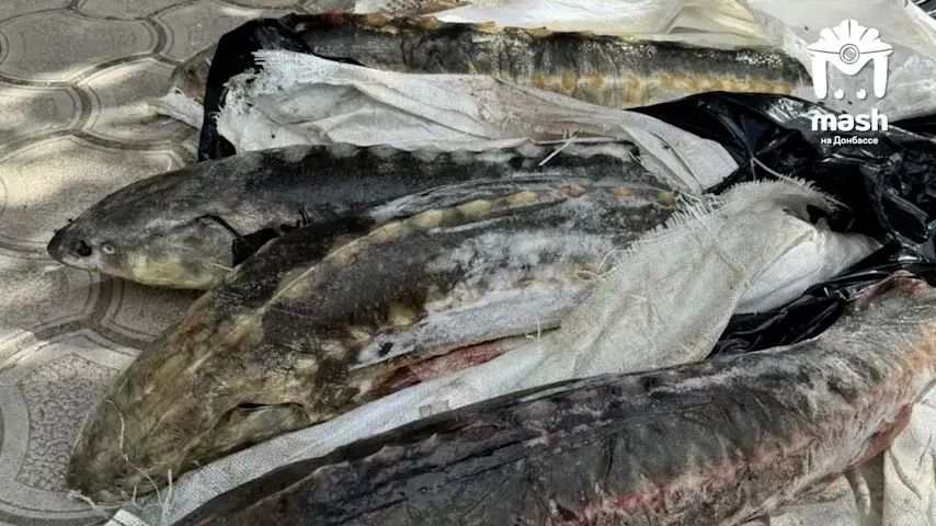 Силовики поймали браконьера, который вместе с подельниками ловил краснокнижного осетра и продавал черную икру в ДНР Силовики поймали браконьера, который вместе с подельниками ловил краснокнижного осетра и продавал черную икру в ДНР