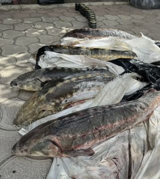 В ДНР задержан местный житель за незаконные добычу, перевозку, хранение и продажу рыбы, занесенной в Красную книгу