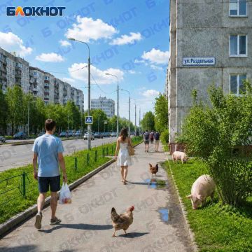 Сообщают, что на Раздольной в Пролетарском районе Донецка пасутся свинки и курочки