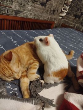 Новые приключения донецкого кота Рыжика