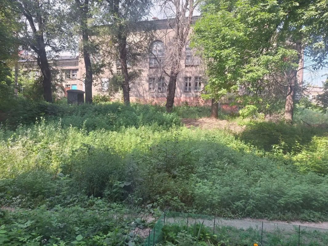 Амброзия по пояс и аварийный тополь: жители Куприна, 62 просят привести двор в порядок