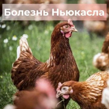 ������� ��������. ������������������ �������� �������� ����