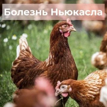 Болезнь Ньюкасла. Высококонтагиозная вирусная инфекция птиц