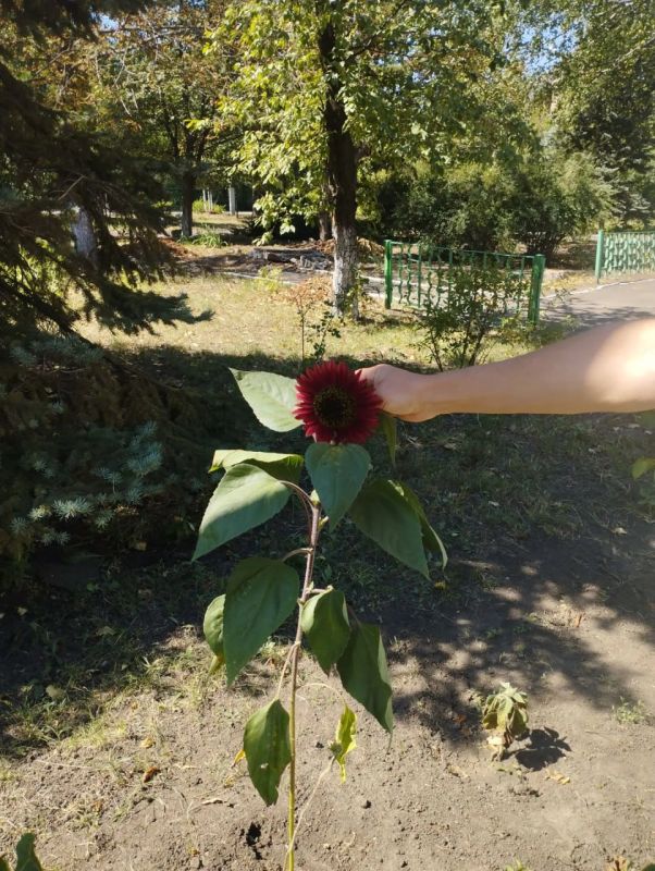 В рамках партийного проекта «Российское село» активисты партии посетили городскую школу № 4 В рамках партийного проекта «Российское село» активисты партии посетили городскую школу № 4