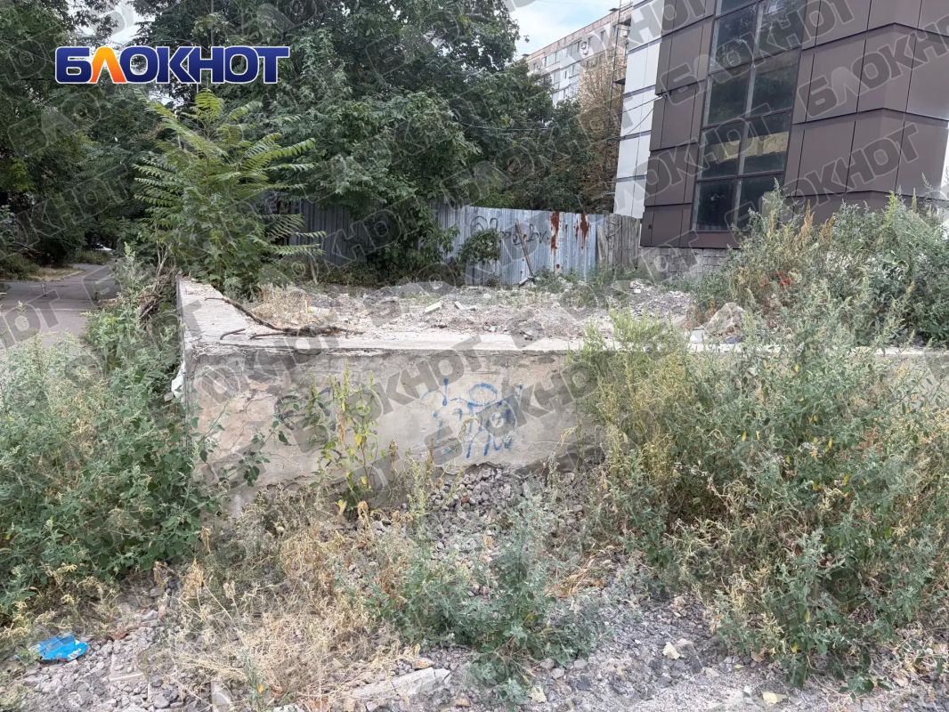 Амброзия по пояс: жители центра Донецка жалуются на заросли опасного сорняка Амброзия по пояс: жители центра Донецка жалуются на заросли опасного сорняка
