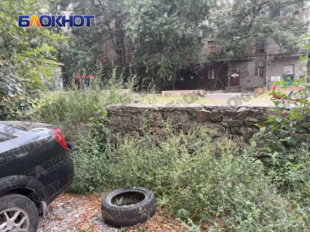 Амброзия по пояс: жители центра Донецка жалуются на заросли опасного сорняка Амброзия по пояс: жители центра Донецка жалуются на заросли опасного сорняка