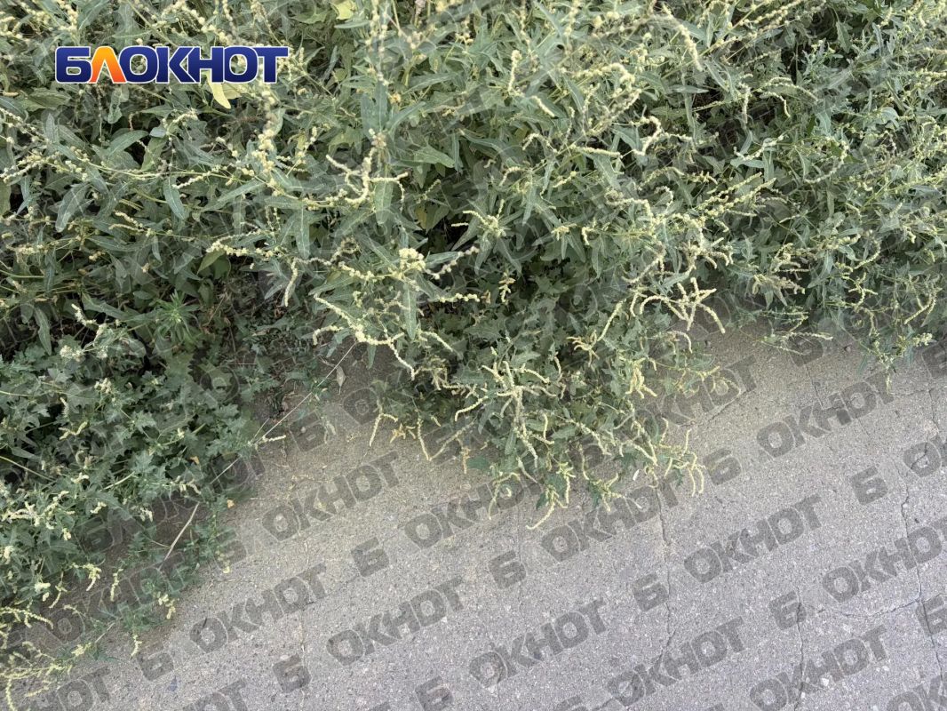 Амброзия по пояс: жители центра Донецка жалуются на заросли опасного сорняка Амброзия по пояс: жители центра Донецка жалуются на заросли опасного сорняка