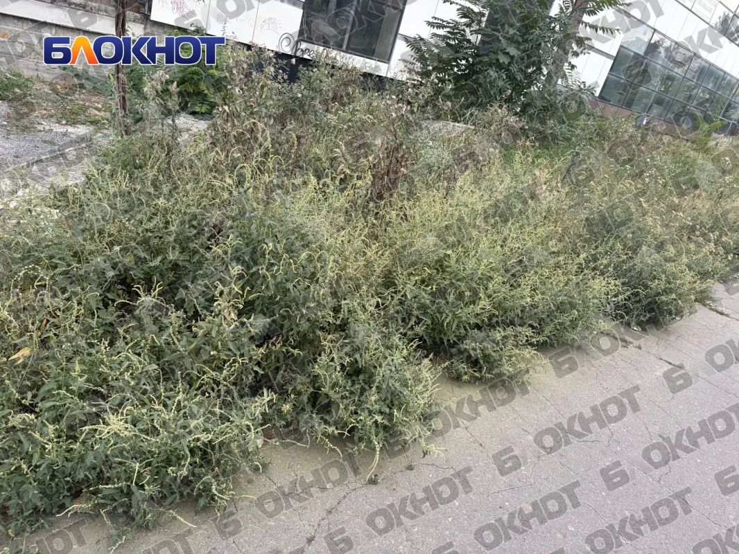 Амброзия по пояс: жители центра Донецка жалуются на заросли опасного сорняка Амброзия по пояс: жители центра Донецка жалуются на заросли опасного сорняка