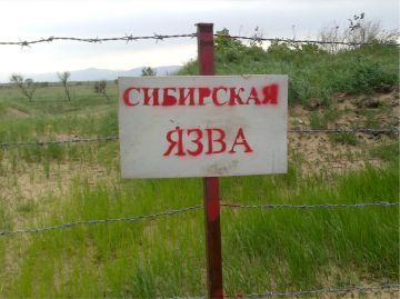 Опасный сосед: что нужно знать о сибирской язве и как защититься