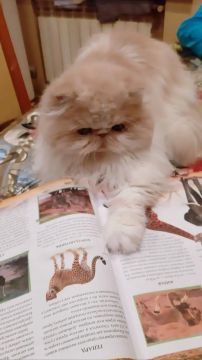 С началом нового учебного года вас поздравляет донецкая кошка Ева