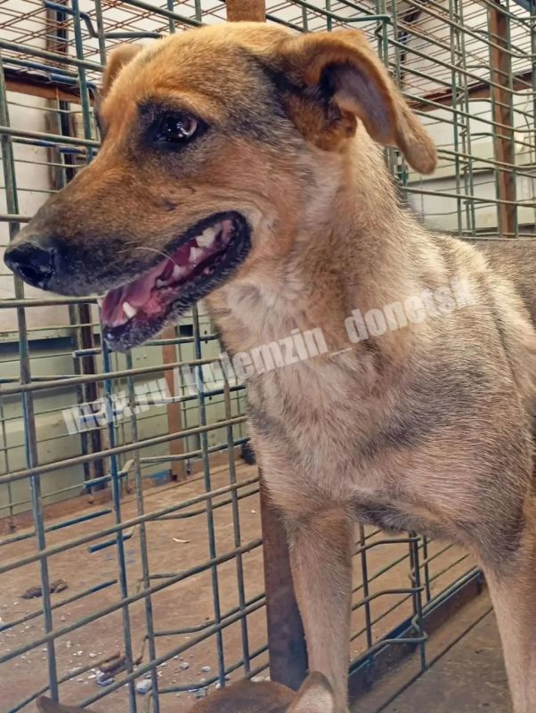 В Донецке за неделю помогли почти сотне бездомных животных В Донецке за неделю помогли почти сотне бездомных животных