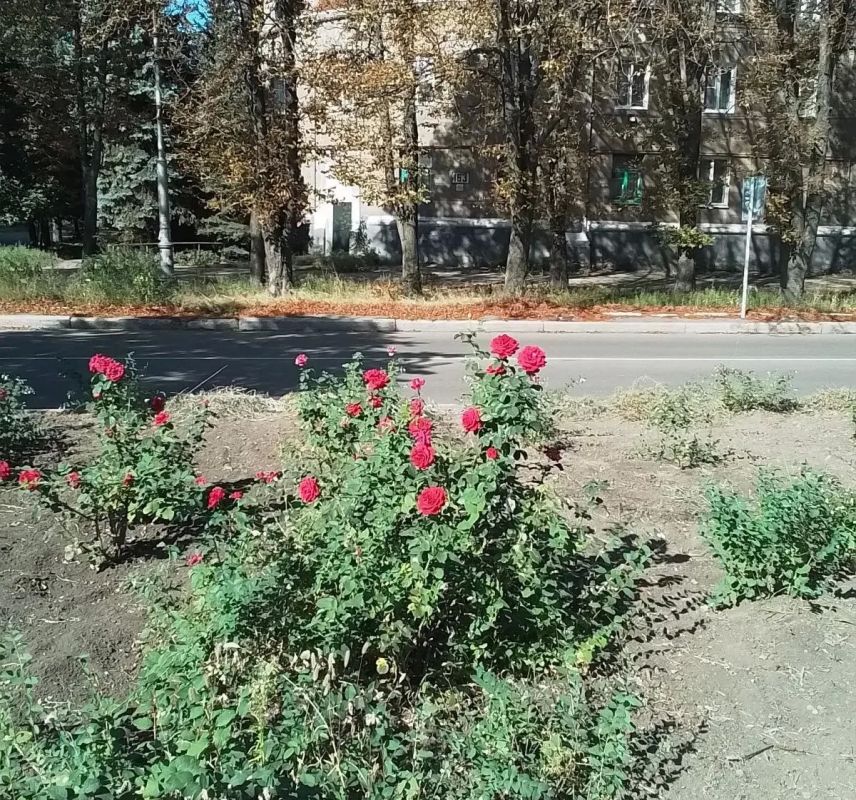Сегодня, 4 сентября, в рамках благоустройства и наведения санитарного порядка силами сотрудников Муниципального бюджетного учреждения «Городской дворец культуры им. В. Г. Кирсановой», Дворец культуры «ЯКХЗ» проведены работы... Сегодня, 4 сентября, в рамках благоустройства и наведения санитарного порядка силами сотрудников Муниципального бюджетного учреждения «Городской дворец культуры им. В. Г. Кирсановой», Дворец культуры «ЯКХЗ» проведены работы...