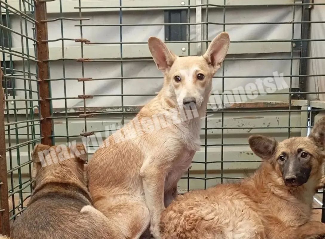 В Донецке за неделю помогли почти сотне бездомных животных В Донецке за неделю помогли почти сотне бездомных животных