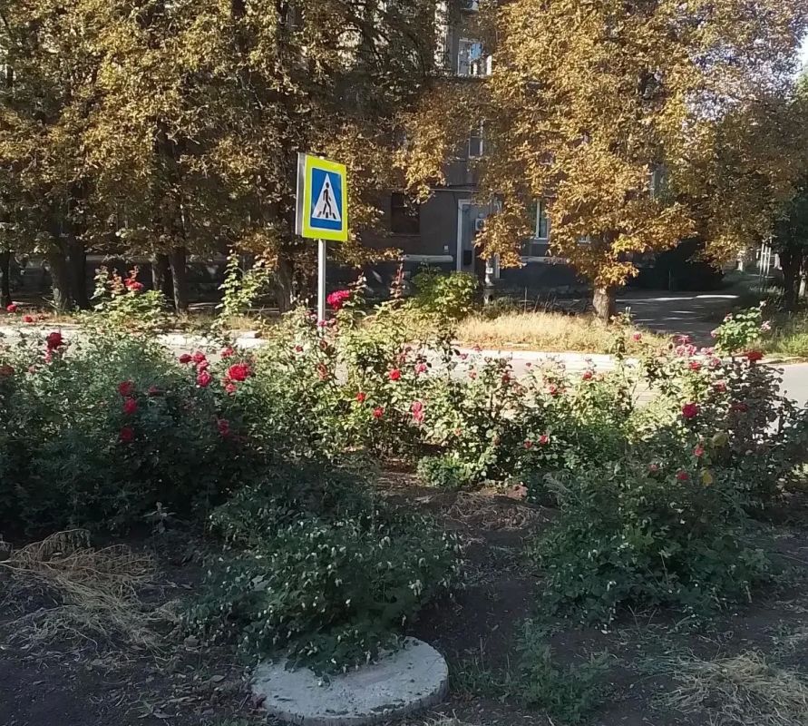Сегодня, 4 сентября, в рамках благоустройства и наведения санитарного порядка силами сотрудников Муниципального бюджетного учреждения «Городской дворец культуры им. В. Г. Кирсановой», Дворец культуры «ЯКХЗ» проведены работы... Сегодня, 4 сентября, в рамках благоустройства и наведения санитарного порядка силами сотрудников Муниципального бюджетного учреждения «Городской дворец культуры им. В. Г. Кирсановой», Дворец культуры «ЯКХЗ» проведены работы...