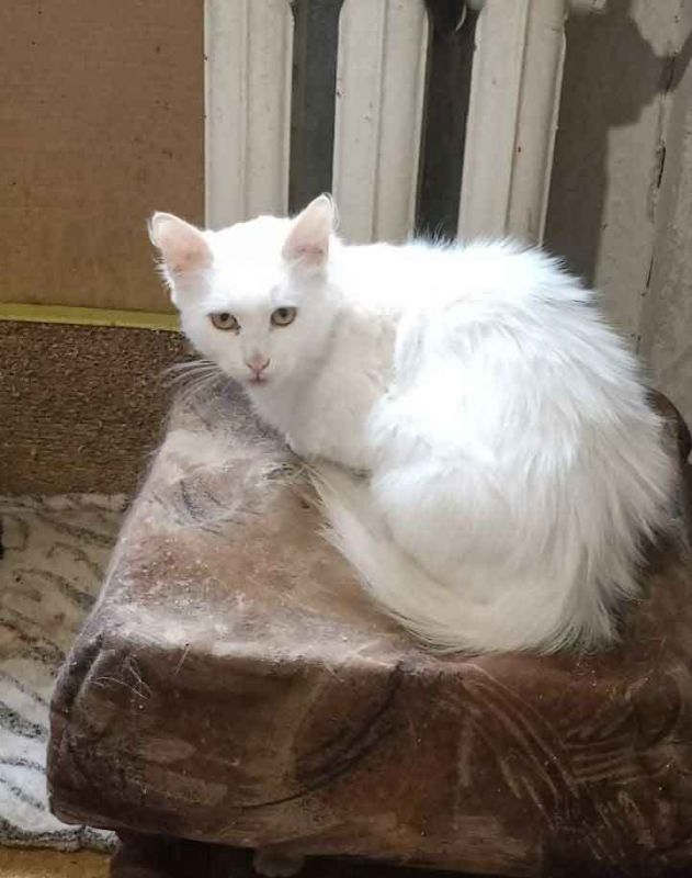 На Широком в Донецке в хорошие руки отдают грустную кошечку-мышеловочку На Широком в Донецке в хорошие руки отдают грустную кошечку-мышеловочку