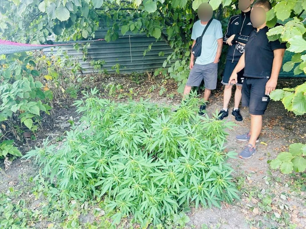 В Донецке полицейские задержали мужчину за хранение и культивирование наркосодержащих растений В Донецке полицейские задержали мужчину за хранение и культивирование наркосодержащих растений
