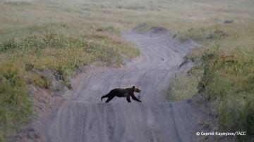 Режим повышенной готовности ввели в Дзержинско-Тасеевском округе Красноярского края из-за выхода медведей в населенные пункты, следует из рассылки РСЧС