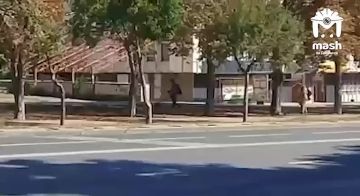 В Мариуполе замечены коммунальщики, проводящие покос виртуальной травы и опавших листьев