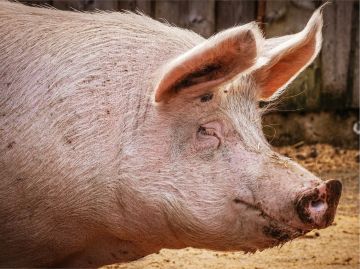 Свиной репродуктивно-респираторный синдром (РРСС) представляет собой не просто инфекцию, а значительную угрозу экономике хозяйства