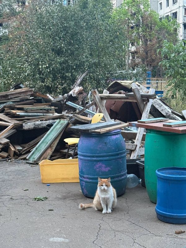 «А по развалинам ходит бесхвостый кот и смятенно орет», извините за самоцитирование