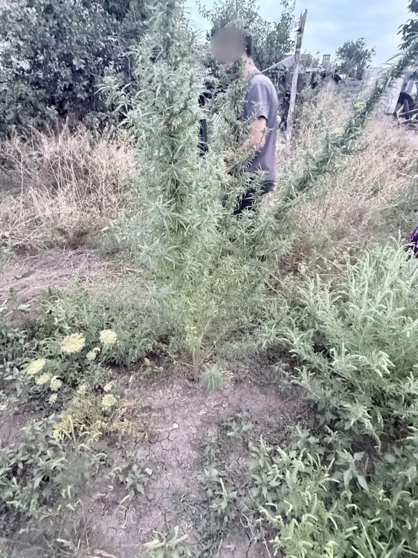 Наркоагроном, выращивавший в огороде 780 кустов конопли, выявлен в Донецкой Народной Республике Наркоагроном, выращивавший в огороде 780 кустов конопли, выявлен в Донецкой Народной Республике